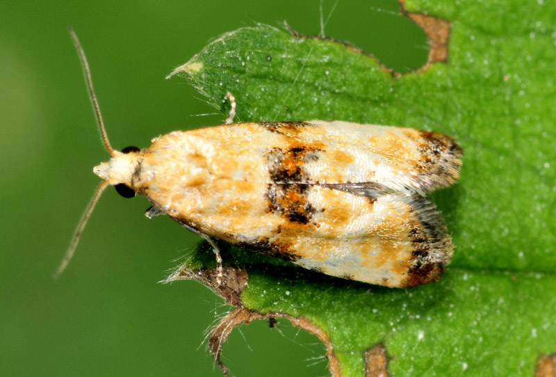 Eupoecilia angustana, Tortricidae